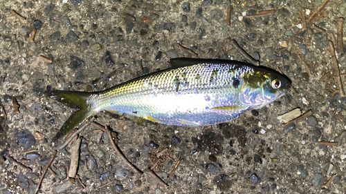 コノシロの釣果