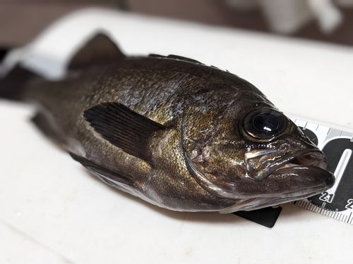 メバルの釣果