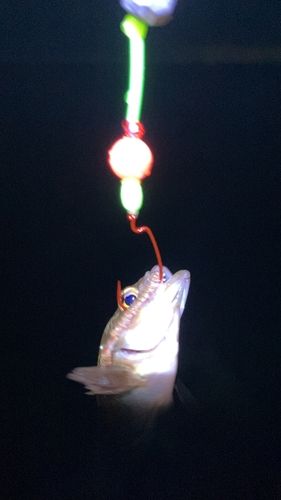 ガヤの釣果