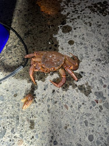 マメイカの釣果