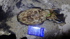 モンゴウイカの釣果