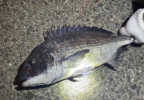 チヌの釣果