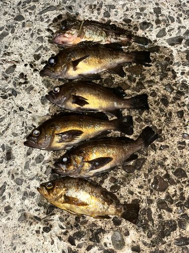メバルの釣果