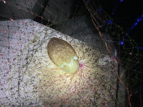 コウイカの釣果