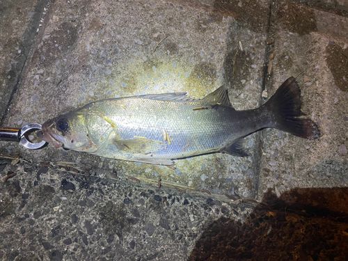 フッコ（マルスズキ）の釣果