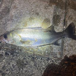 フッコ（マルスズキ）