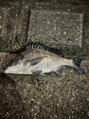 クロダイの釣果