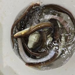 アナゴ