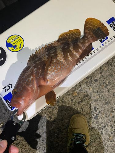 キジハタの釣果