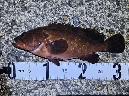 キジハタの釣果