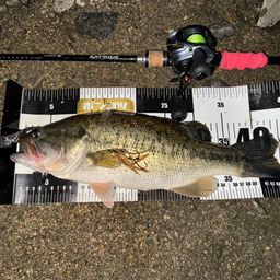 ラージマウスバス