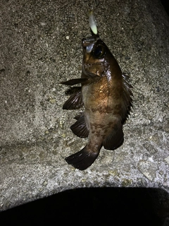 シロメバルの釣果