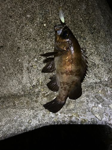 シロメバルの釣果