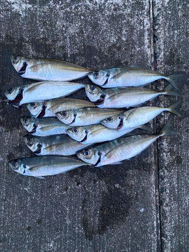 アジの釣果
