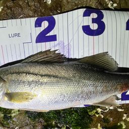 フッコ（マルスズキ）