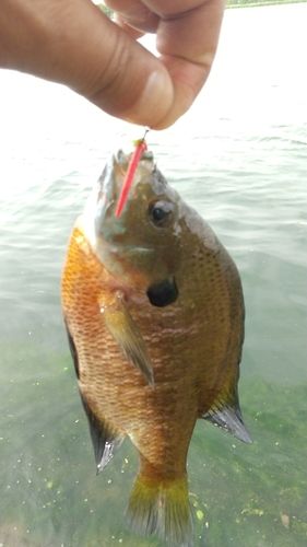 ブルーギルの釣果