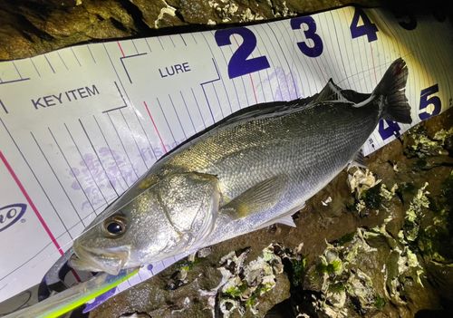 フッコ（マルスズキ）の釣果