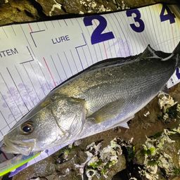 フッコ（マルスズキ）