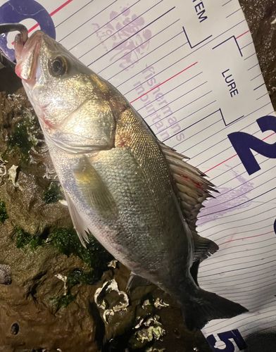 フッコ（マルスズキ）の釣果