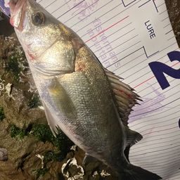 フッコ（マルスズキ）