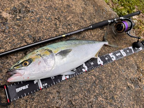 ワラサの釣果
