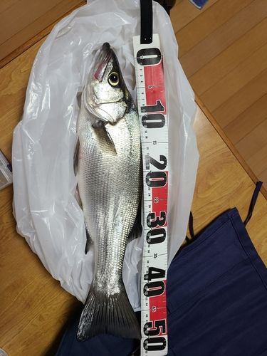 ヒラスズキの釣果