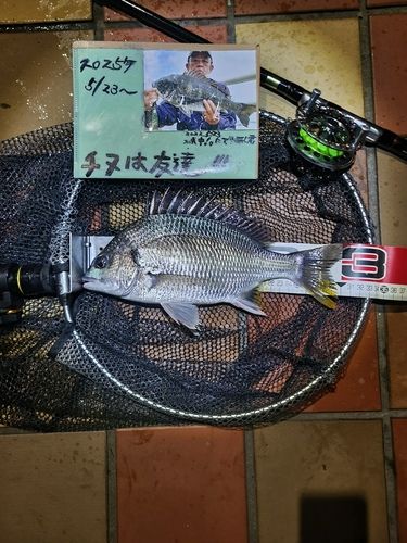 キチヌの釣果