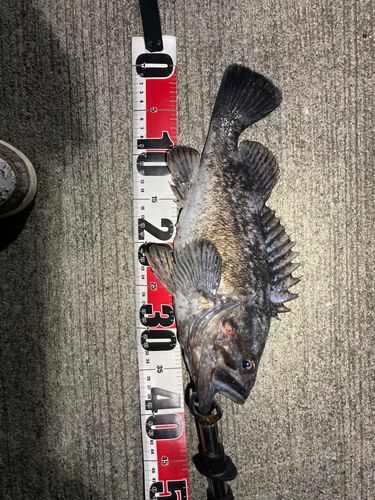 クロソイの釣果