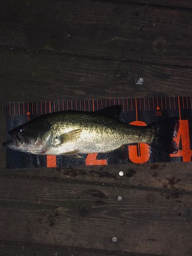 ラージマウスバスの釣果