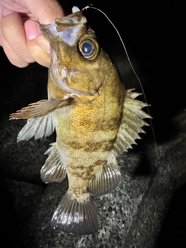 メバルの釣果