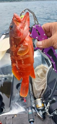アラカブの釣果