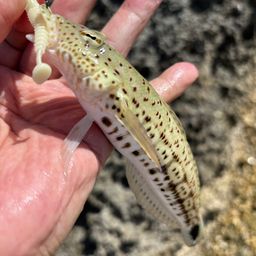 オグロトラギス