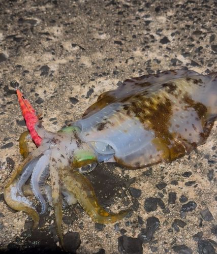 アオリイカの釣果