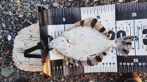 カワガレイの釣果