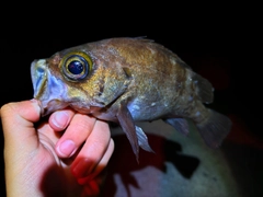 シロメバルの釣果