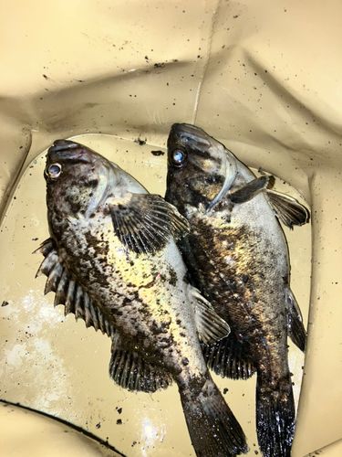 クロソイの釣果