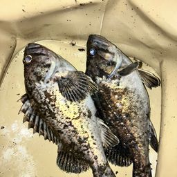 クロソイ