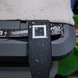 カタクチイワシ