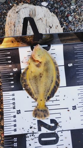 マツカワの釣果