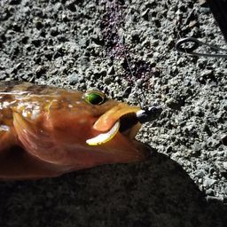 ケンサキイカ