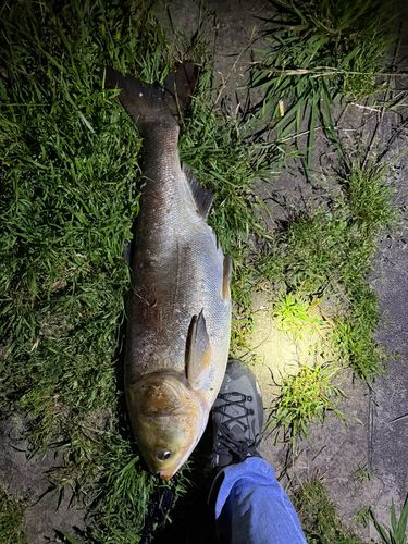 ハクレンの釣果