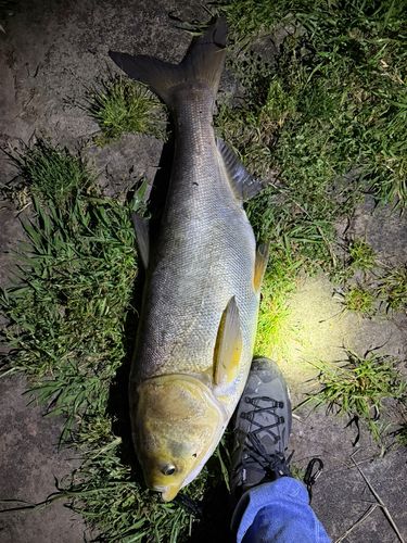 ハクレンの釣果