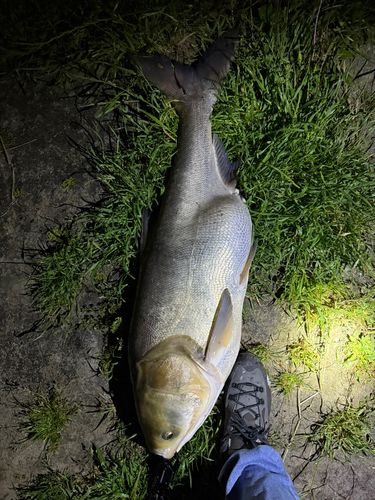 ハクレンの釣果