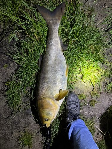 ハクレンの釣果