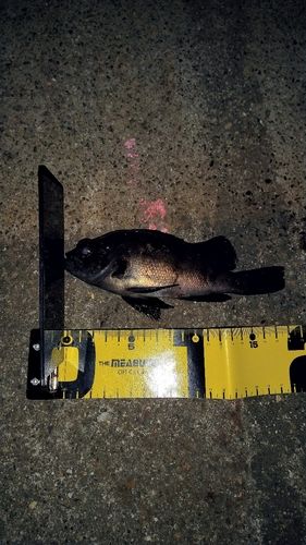 メバルの釣果
