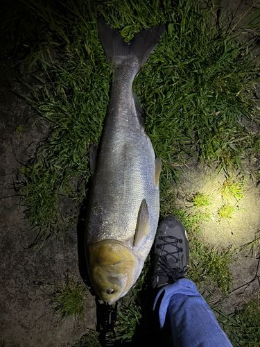 ハクレンの釣果