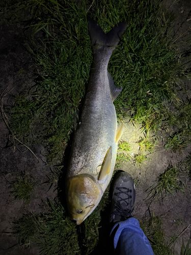 ハクレンの釣果