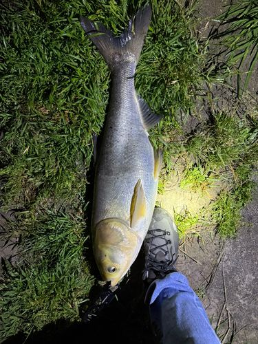 ハクレンの釣果