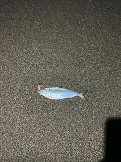 コノシロの釣果