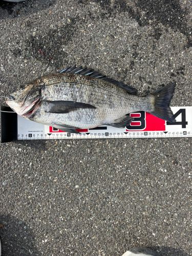 チヌの釣果
